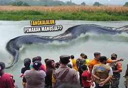 Penampakan Ular Raksasa Di Sungai Kalimantan